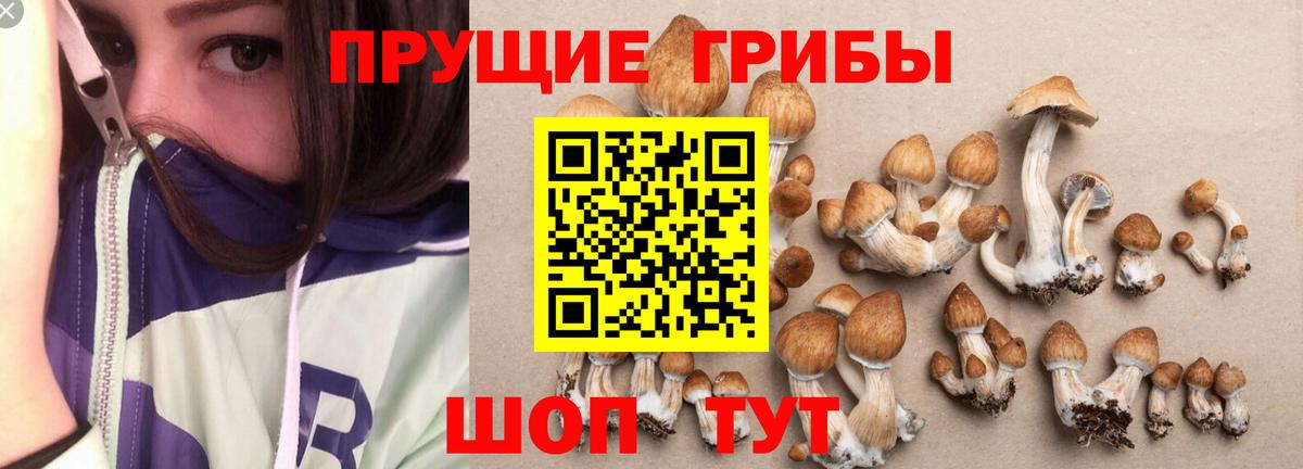 Галлюциногенные грибы Psilocybe  что такое наркотик  Корсаков  Вход с VPN 
